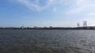 珍鳥カツオドリが見られました。