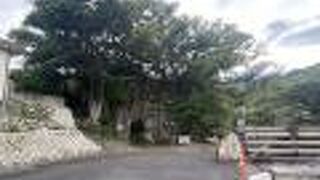 中間ガジュマル♪