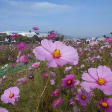 きれいでしょう。