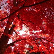 真っ赤な紅葉の美しさにびっくり