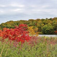 湖畔の紅葉