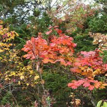 湖畔の紅葉