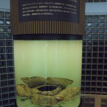 ラフラシア　世界一大きな花