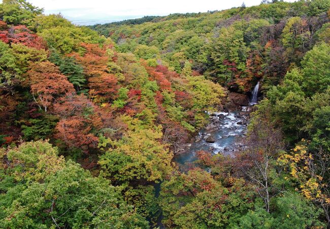 「森の大橋」の両側から渓谷を見下ろす紅葉狩り
