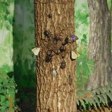 木に集まる虫たち