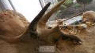 迫力ある恐竜展示、自然もリアル。