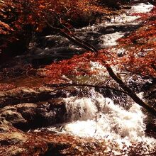 強滝の紅葉
