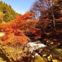 強滝の紅葉