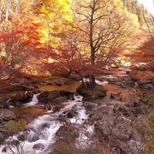 強滝の紅葉