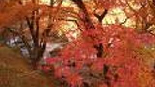 なかなかの紅葉スポット