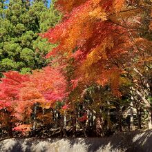 山全体が紅葉満開