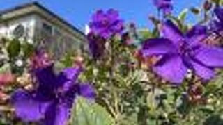 花が綺麗なガーデン