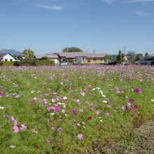 レストラン南にあったコスモス畑。とても綺麗でした。