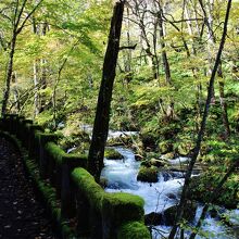 苔むした遊歩道