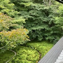 上から観ても、下の庭園の苔が活き活きとしています。