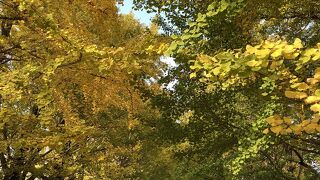 いちょう並木の紅葉を見に。