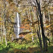 木々の向こうに白く輝く豊かな水量を誇る滝