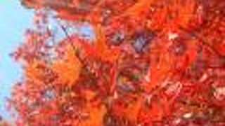 韓国庭園の紅葉が鮮やかでした(11月)