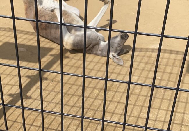 周南市徳山動物園 クチコミ アクセス 営業時間 徳山 周南 フォートラベル