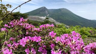 みやまきりしまが可憐に咲いてました。