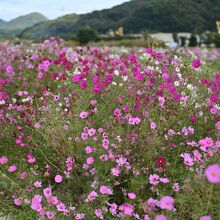 広がるコスモス