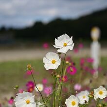 すっくと立つコスモス