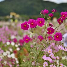 記念写真を撮る人も