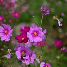 ピンクのあでやかさ