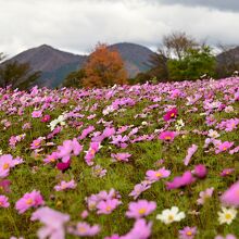 紅葉とコスモスの共演