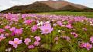 可憐な少女のようなコスモス