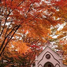 敷地内の美しい紅葉