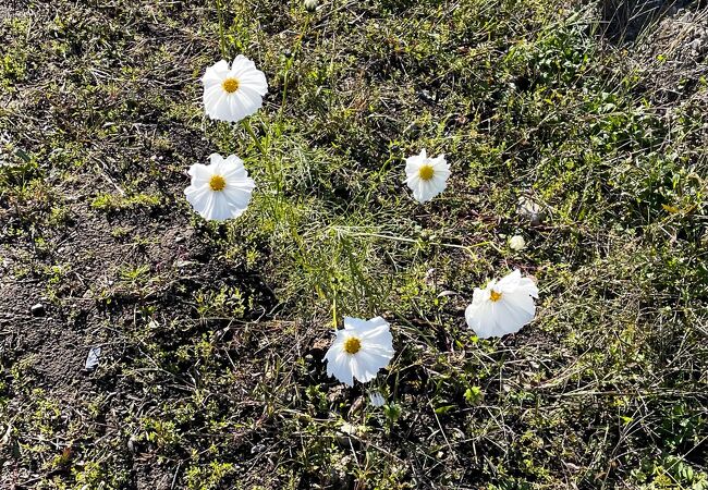 野田町コスモス畑