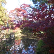 厳島神社です。池に映ってきれいです。
