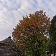 10月末には、一部の木の紅葉が始まっていました