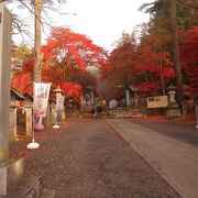 参道の紅葉が見ごろでした