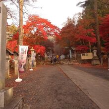 参道の紅葉