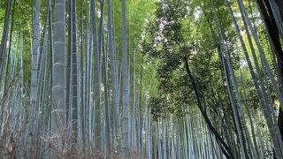 嵯峨野 竹林の道