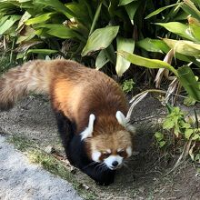 レッサーパンダ、よく動いてサービス精神旺盛です