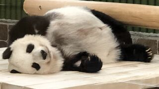 タンタンさん、体調管理の為か観覧時間がさらに短くなりました