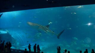 美ら海水族館に行きました。