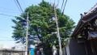 みかどパンとヒマラヤ杉とどっちが古いのか