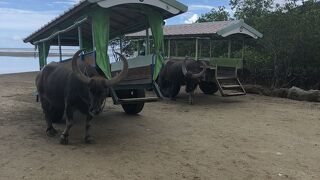 水牛車は現実から抜け出した空間