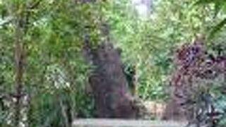 首里金城町の大アカギ 