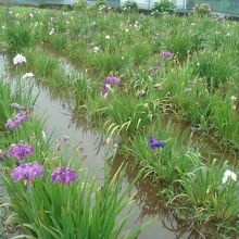花菖蒲はほとんど終わり（6月下旬）