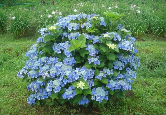 せせらぎの郷花菖蒲園