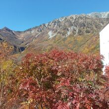 ナナカマドが植えられている