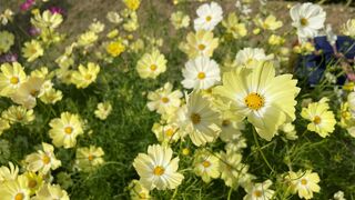満足出来るハーブ園