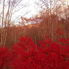 紅葉