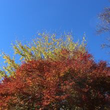 店の前の木も紅葉になってました
