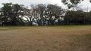 本丸は標高５０メートルほどの山